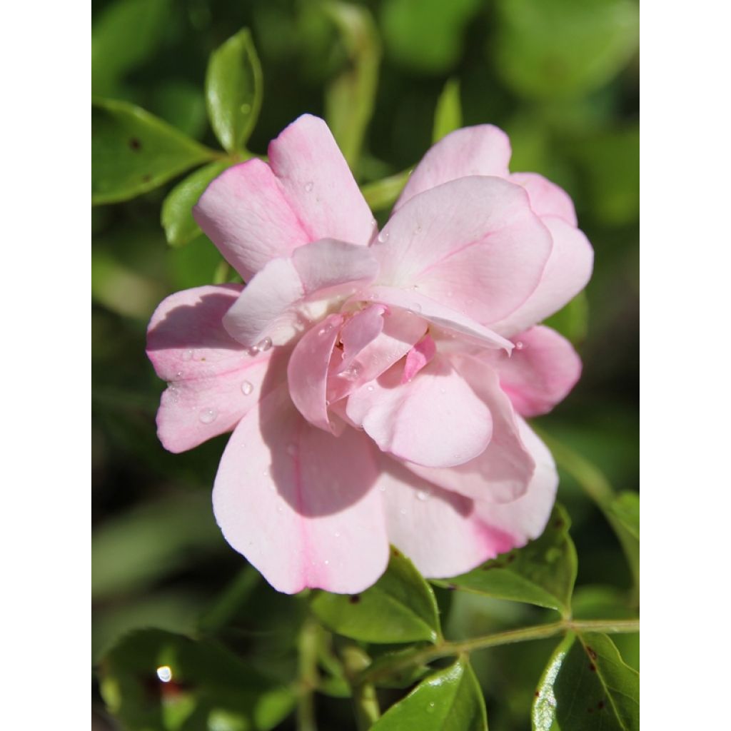 Rosa tappezzante Sommermelodie (NOAmel)
