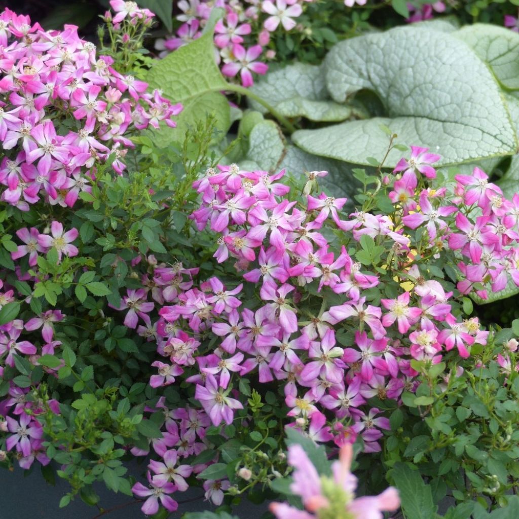 Rosa Galaxy Antares - Rose miniatura