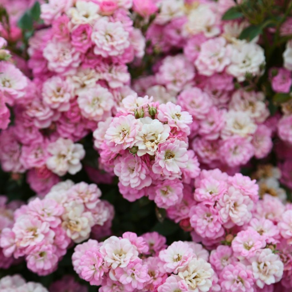 Rosa Galaxy Naos - Rose miniatura