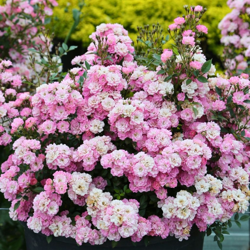 Rosa Galaxy Naos - Rose miniatura