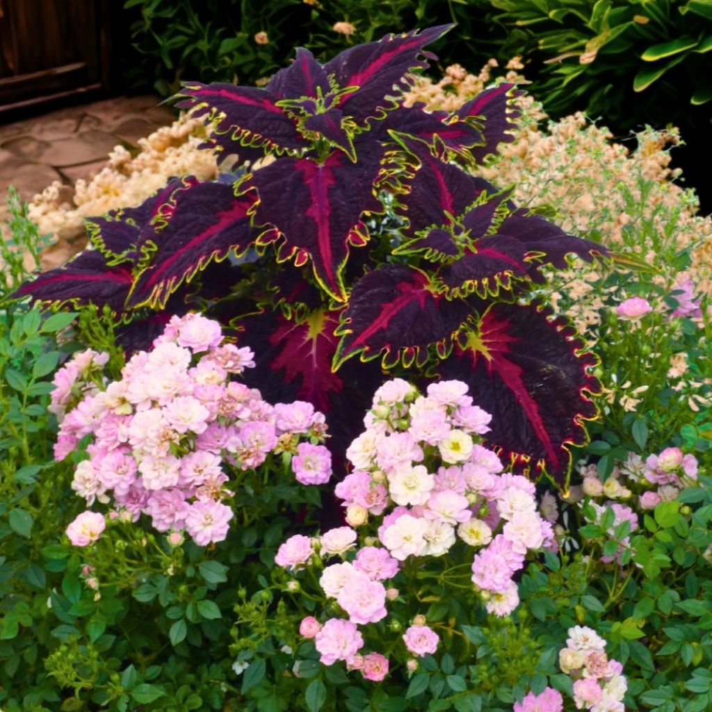 Rosa Galaxy Naos - Rose miniatura