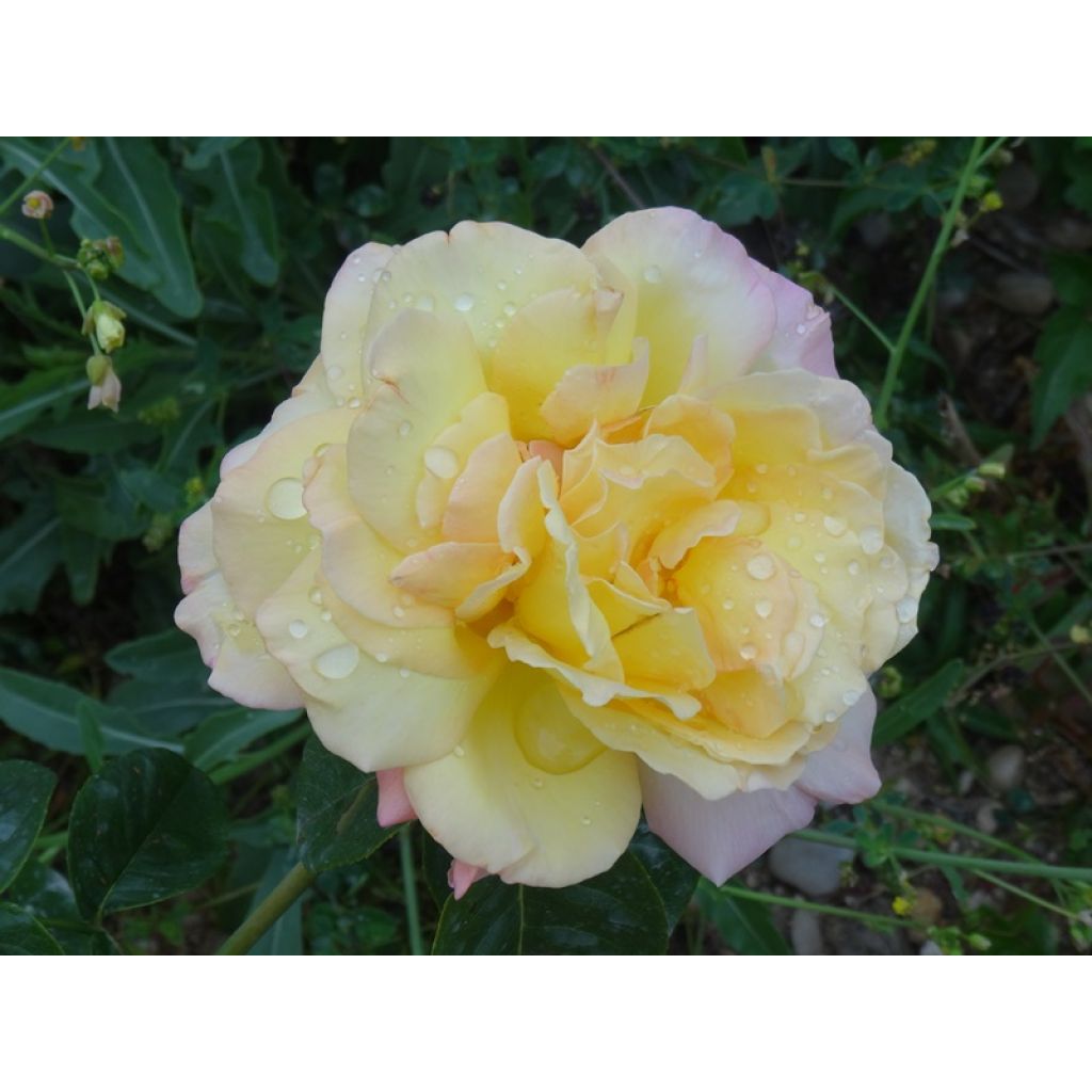 Rosa Mme A. Meilland - Rose ibrida di tea