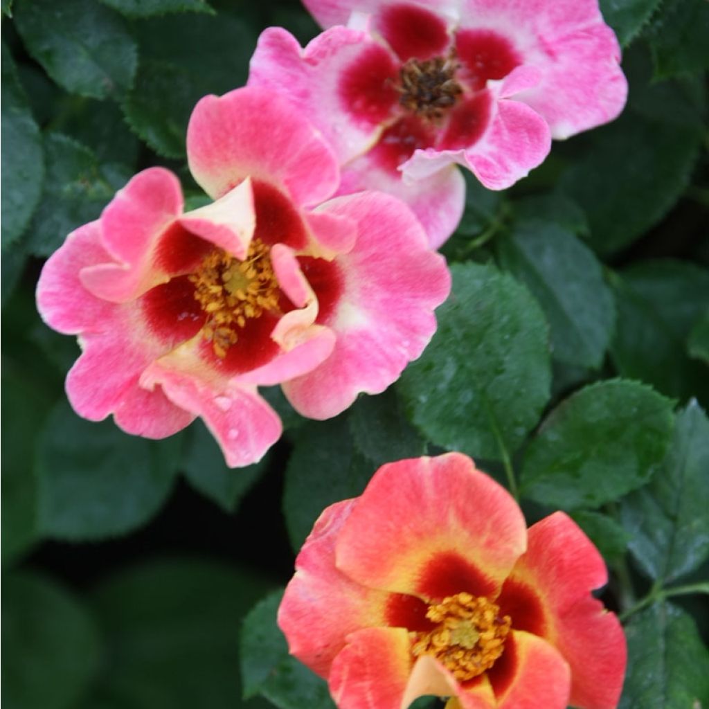 Rosa tappezzante Sunshine Babylon Eyes