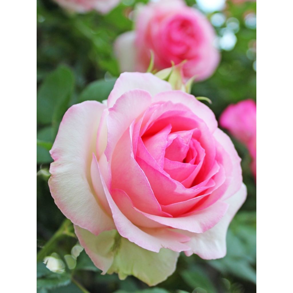 Rosa rampicante Pierre de Ronsard