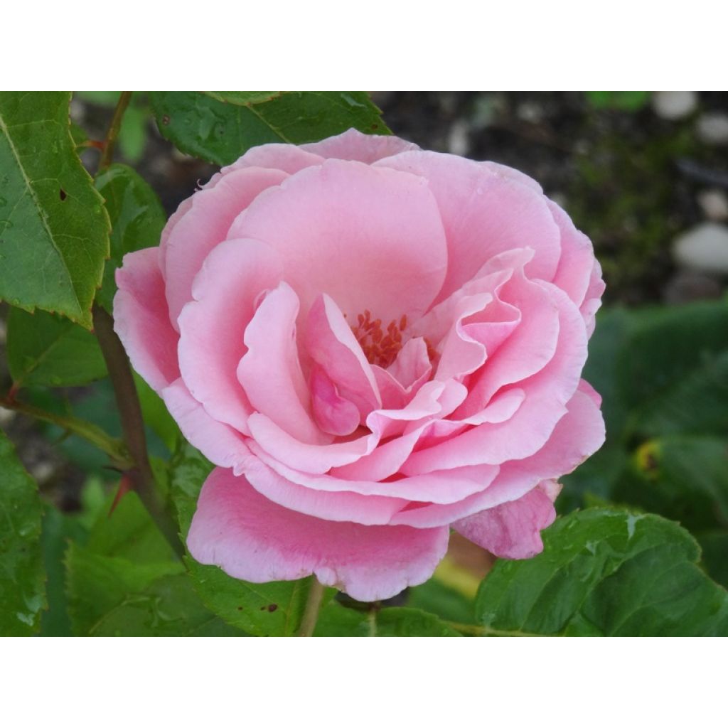Rosa Queen Elisabeth