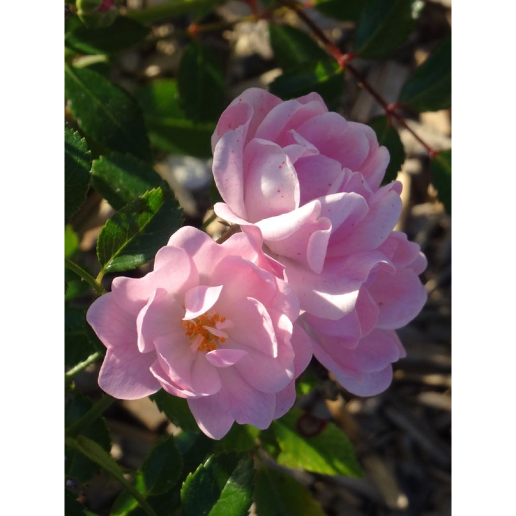 Rosa tappezzante The Fairy