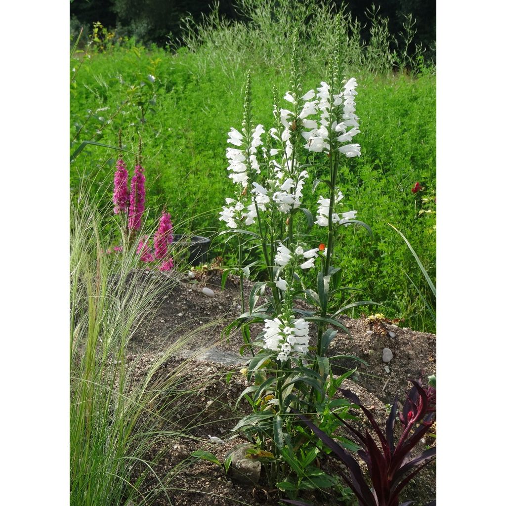 Physostegia virginiana Summer Snow