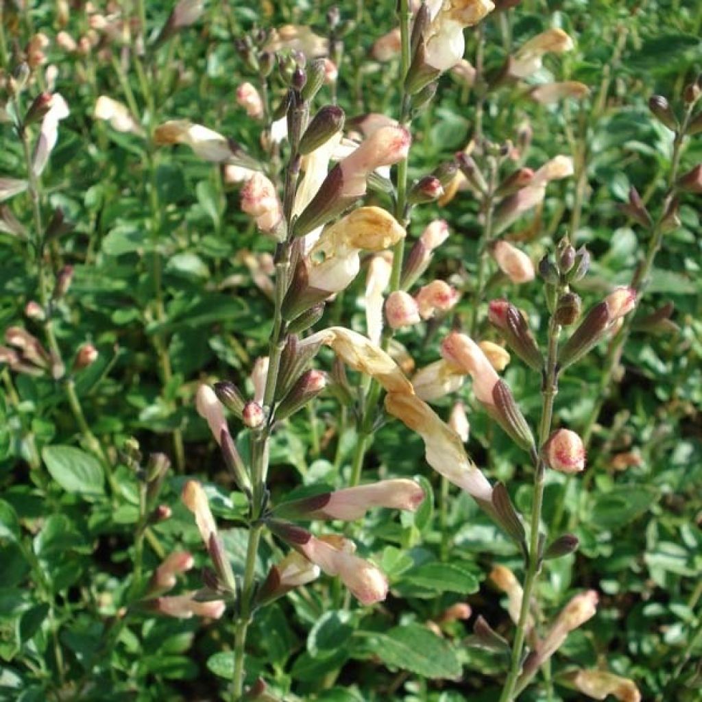 Salvia jamensis La Luna - Salvia arbustiva