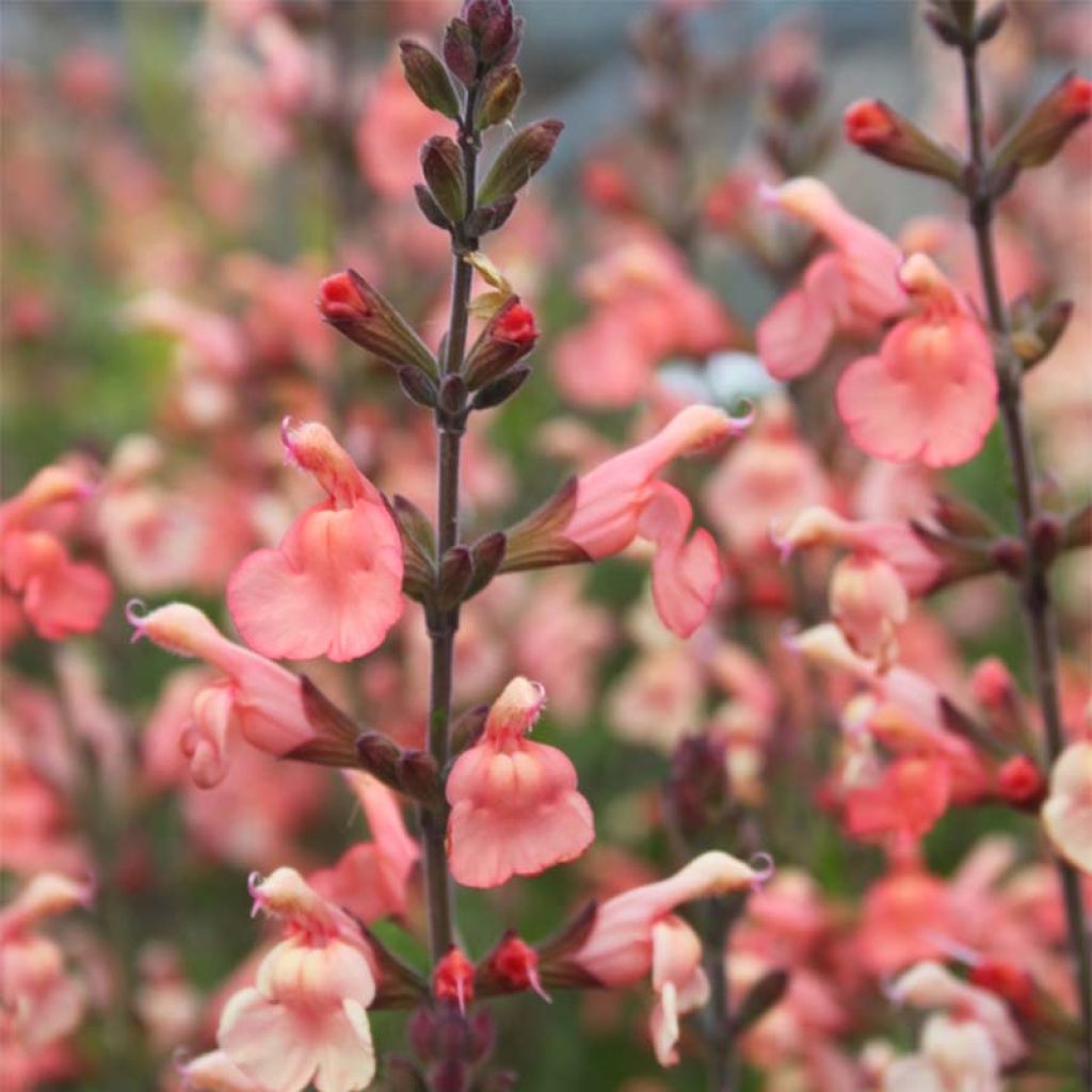 Salvia jamensis California Sunset - Salvia arbustiva