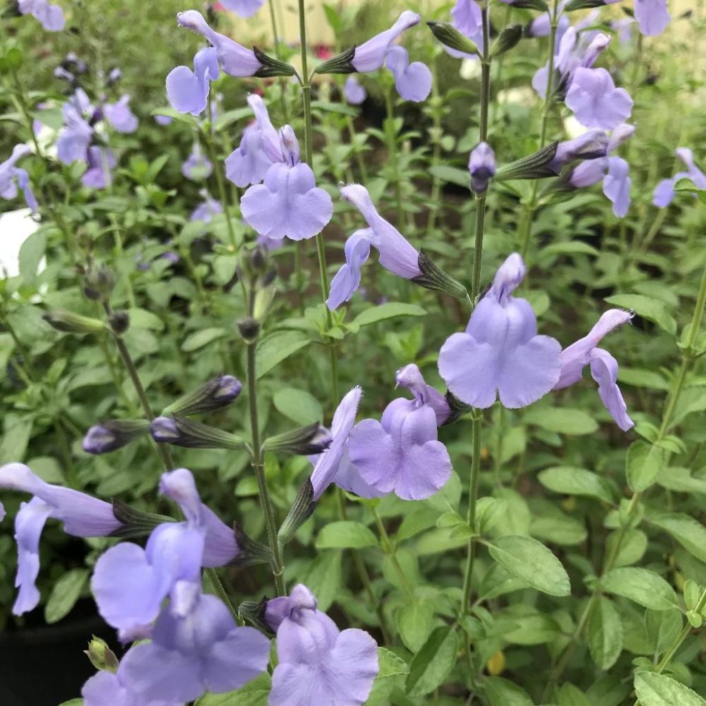 Salvia microphylla Delice Aquamarine - Salvia arbustiva