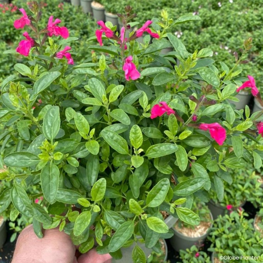 Salvia greggii Mirage Hotpink