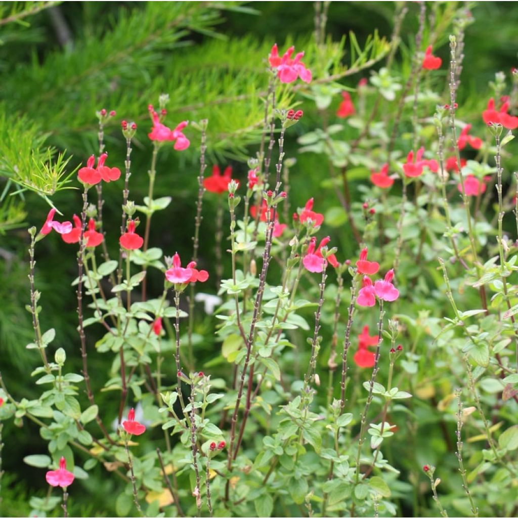 Salvia microphylla Royal Bumble - Salvia arbustiva