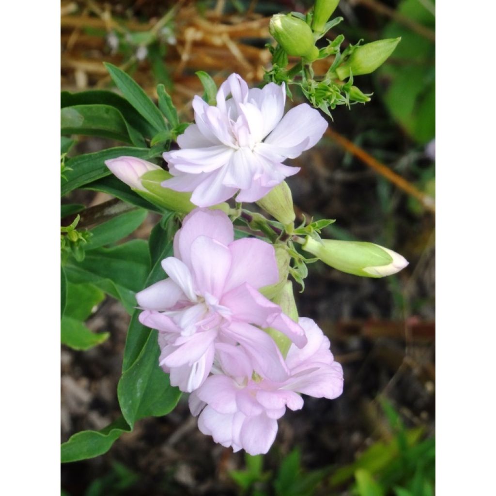 Saponaria officinalis Rosea Plena - Saponaria comune