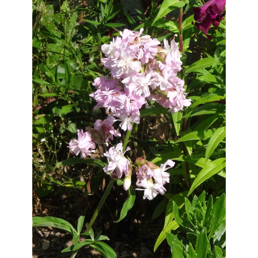 Saponaria officinalis Rosea Plena - Saponaria comune