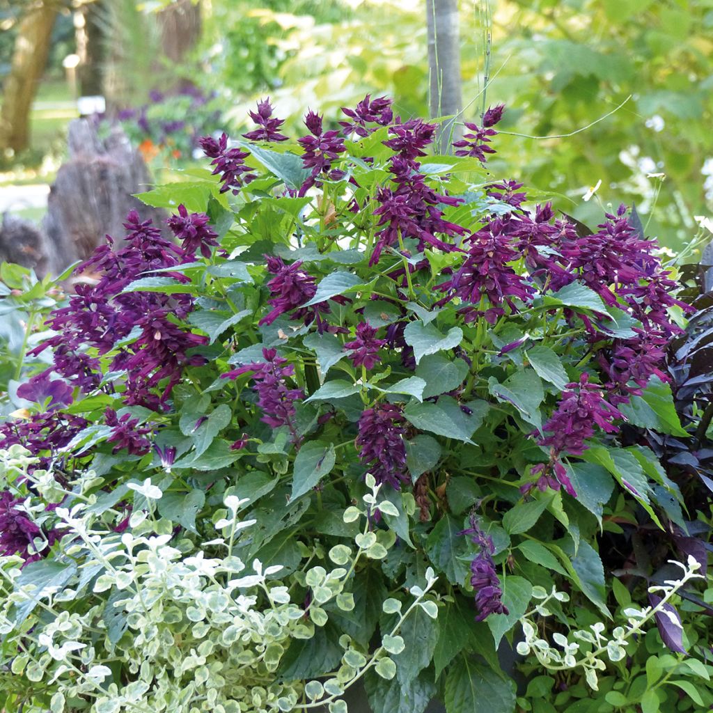 Salvia spendens Gogo Purple - Salvia rossa