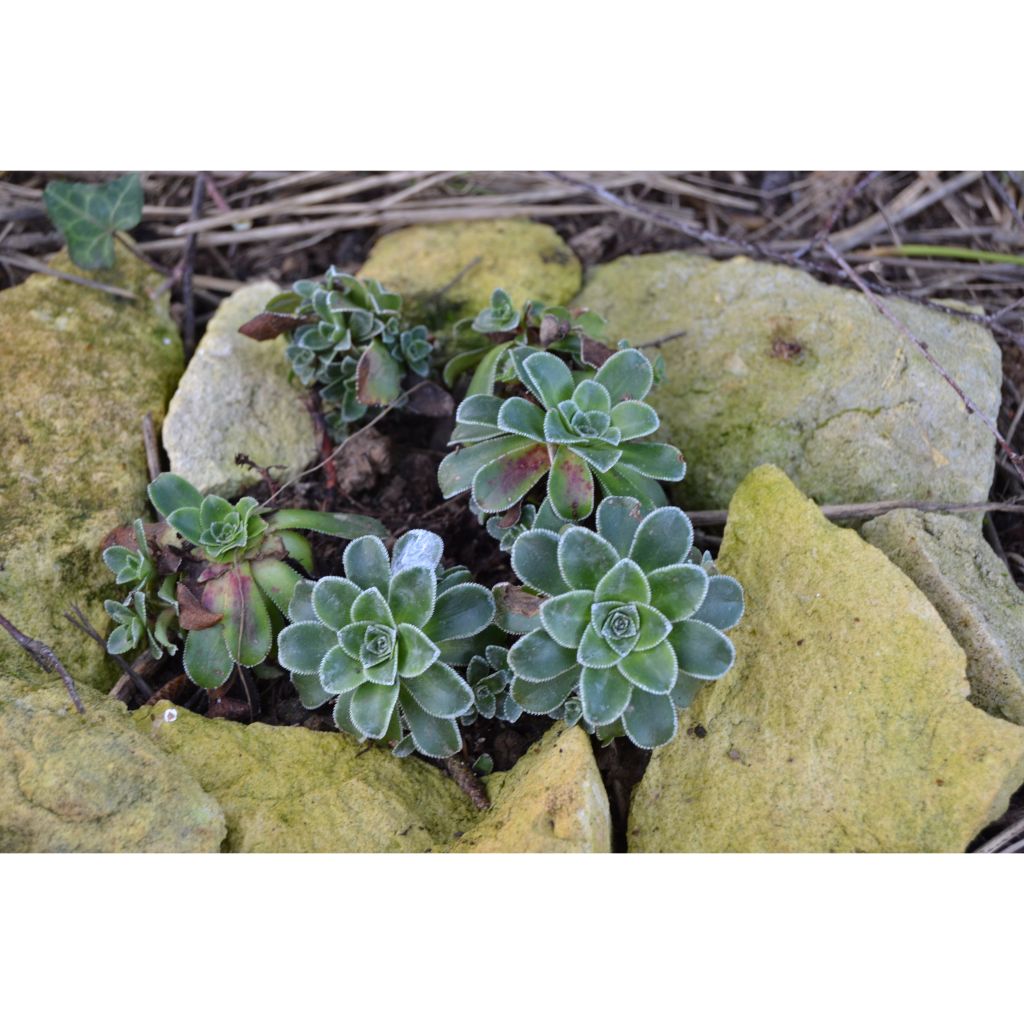 Saxifraga cotyledon Southside Seedling - Sassifraga dei graniti