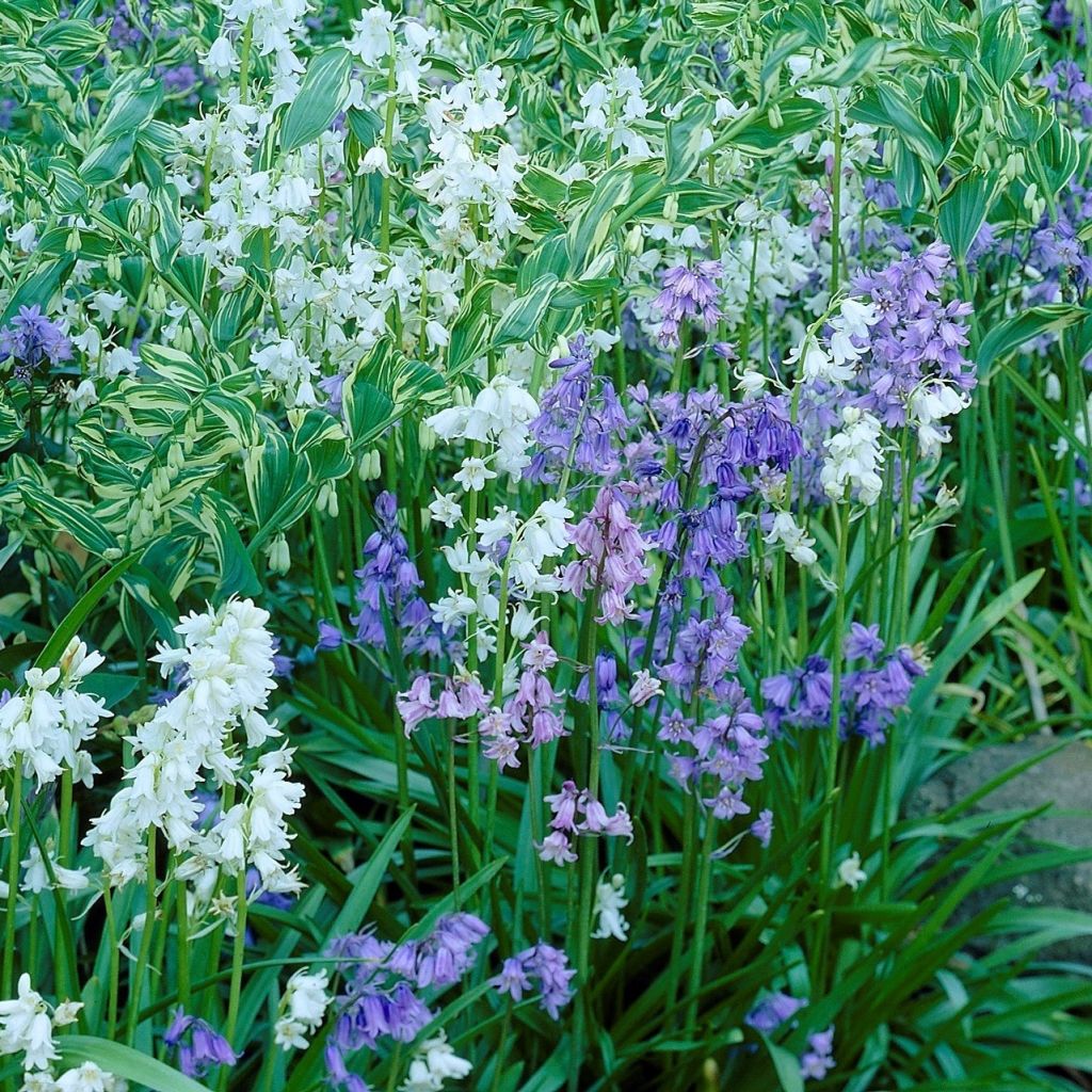 Collezione Giacinto di Spagna blu/bianco