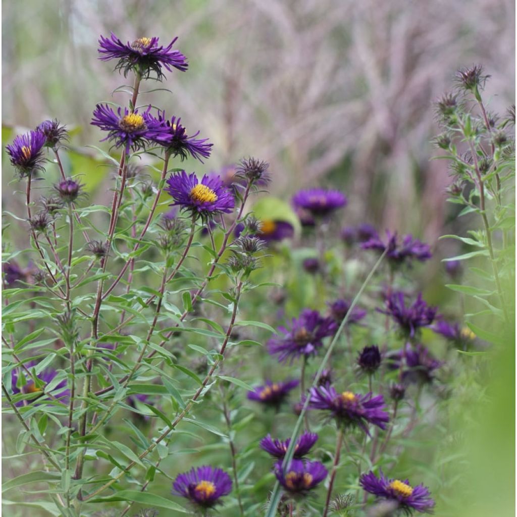 Aster novae-angliae Violetta - Astro settembrino