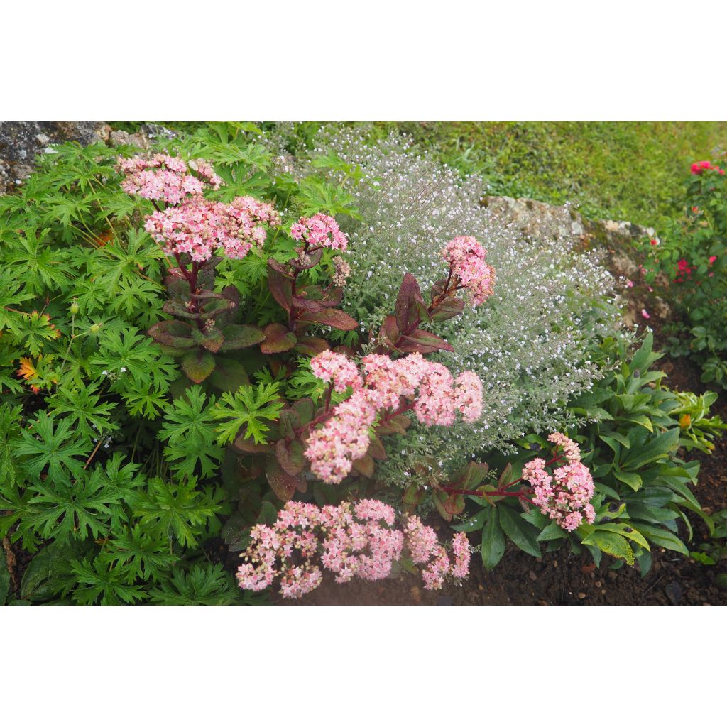 Sedum Matrona