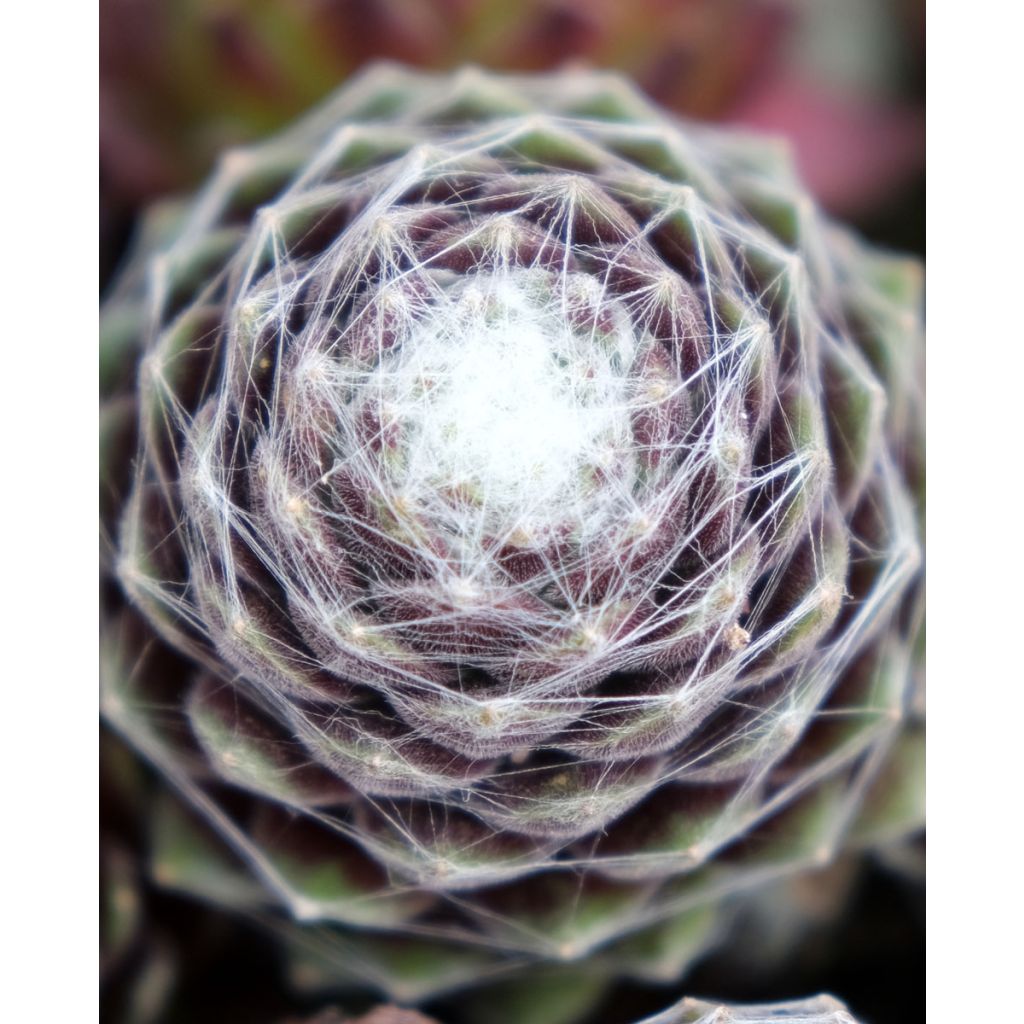 Sempervivum Chick Charms Cotton Candy - Semprevivo