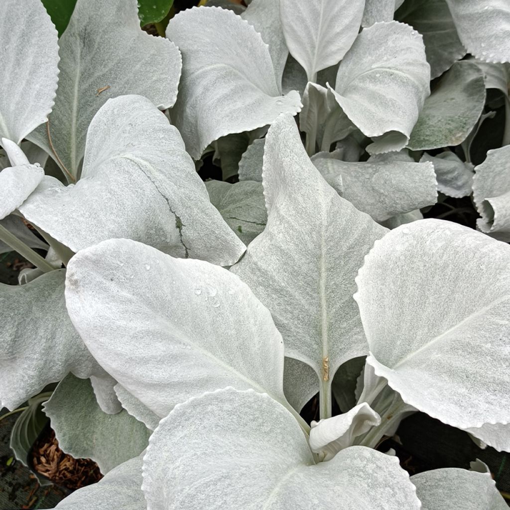 Senecio cineraria var. candicans Angel Wings