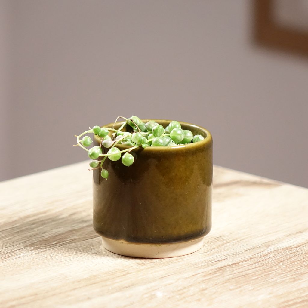 Senecio rowleyanus Variegata - Pianta del Rosario