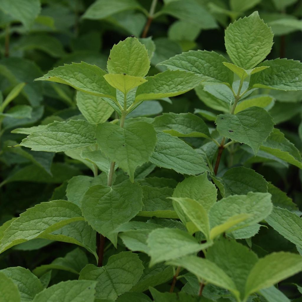 Philadelphus Aureus - Fior d'angiolo