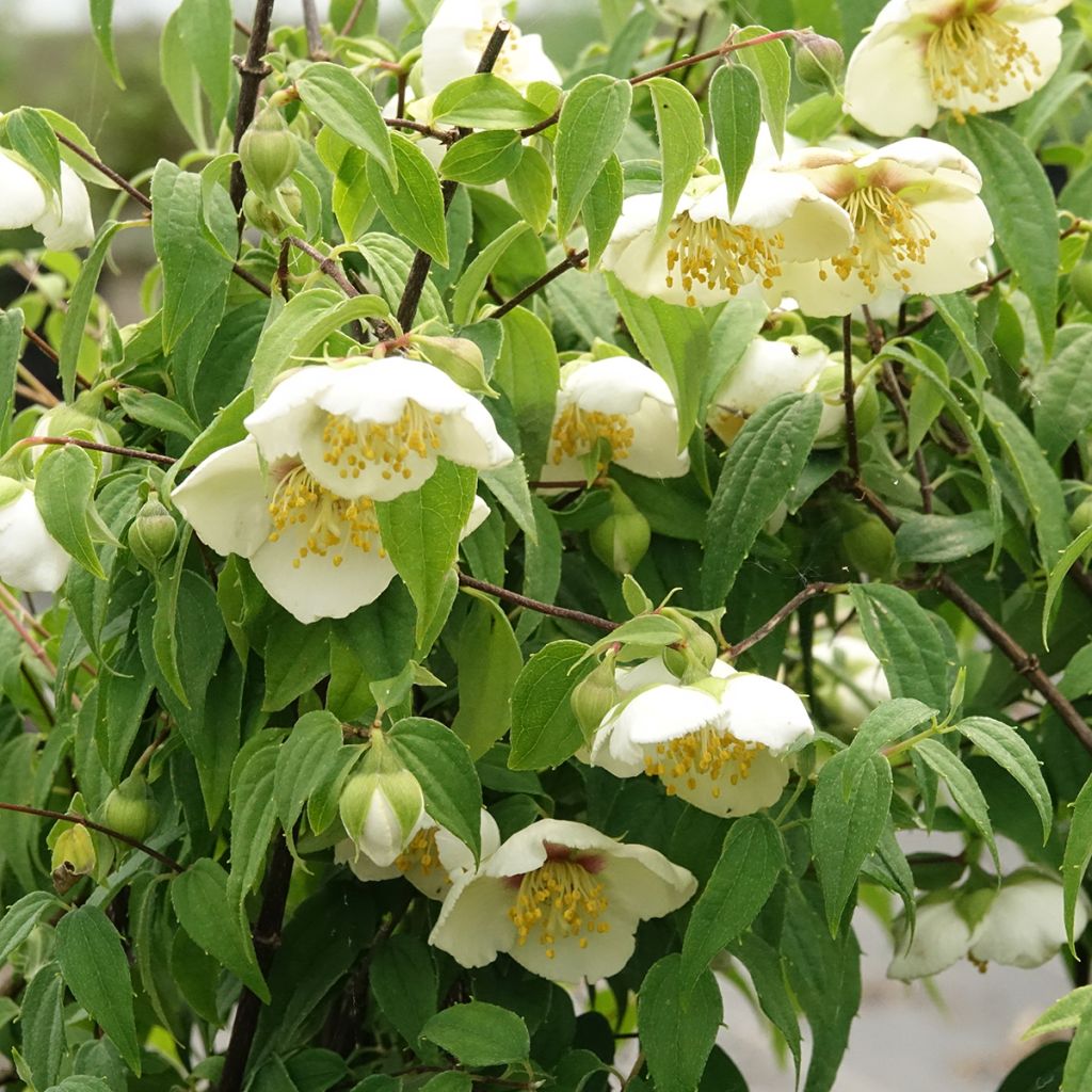 Philadelphus mexicanus - Filadelfo