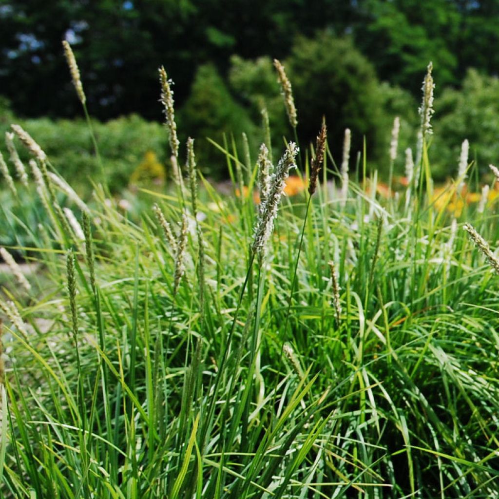 Sesleria autumnalis - Sesleria d'autunno