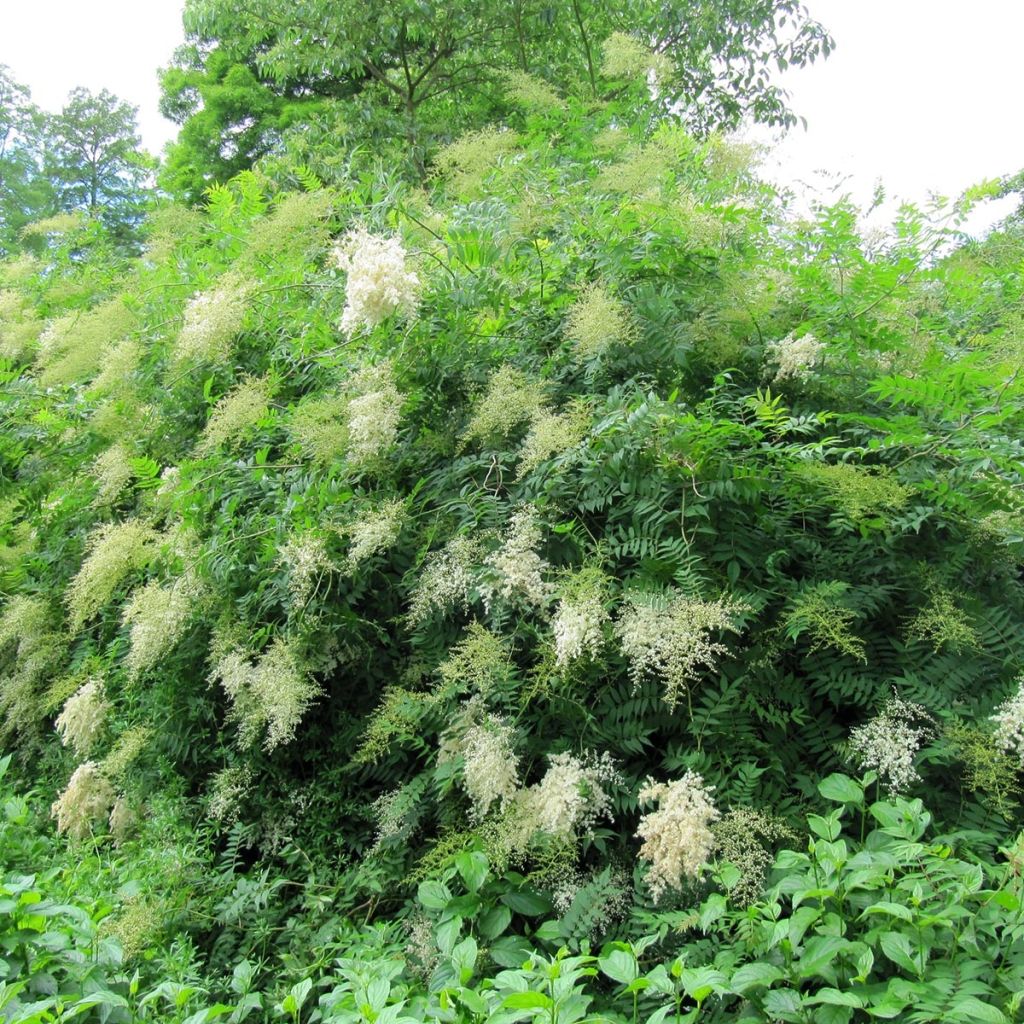 Sorbaria sorbifolia - Falsa spirea