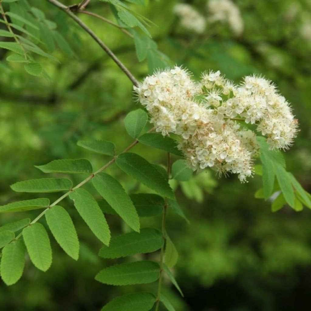 Sorbus aucuparia - Sorbo degli uccellatori