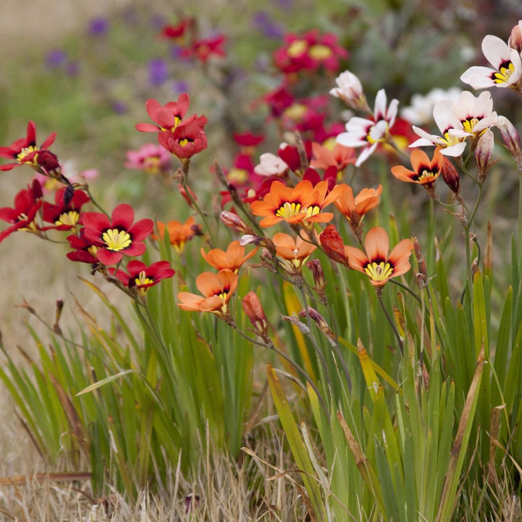 Sparaxis tricolor Mix