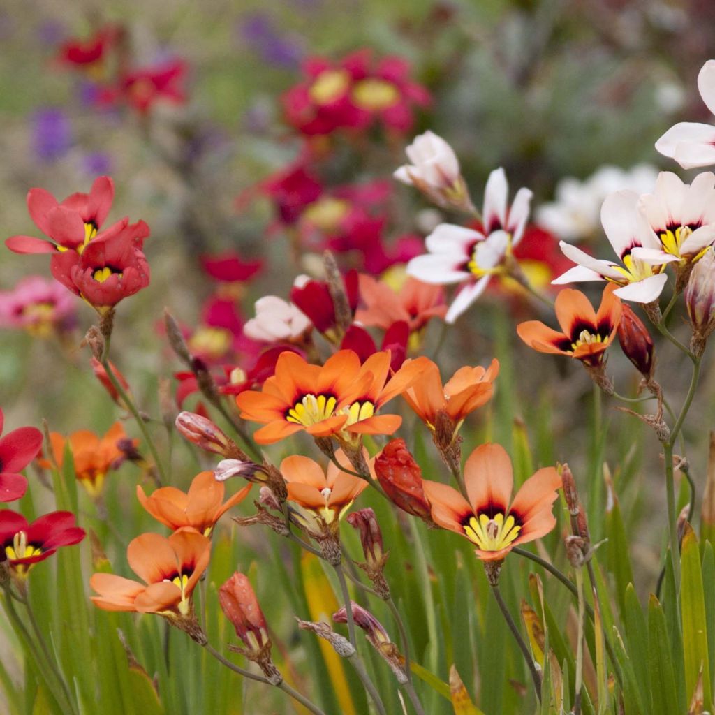 Sparaxis tricolor Mix