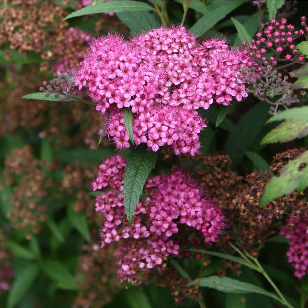 Spirea japonica Anthony Waterer - Spirea del Giappone