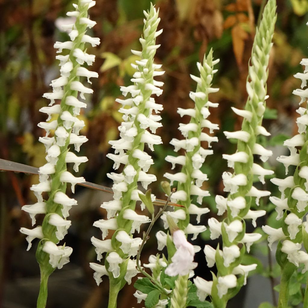 Spiranthes cernua var odorata Chadd's Ford