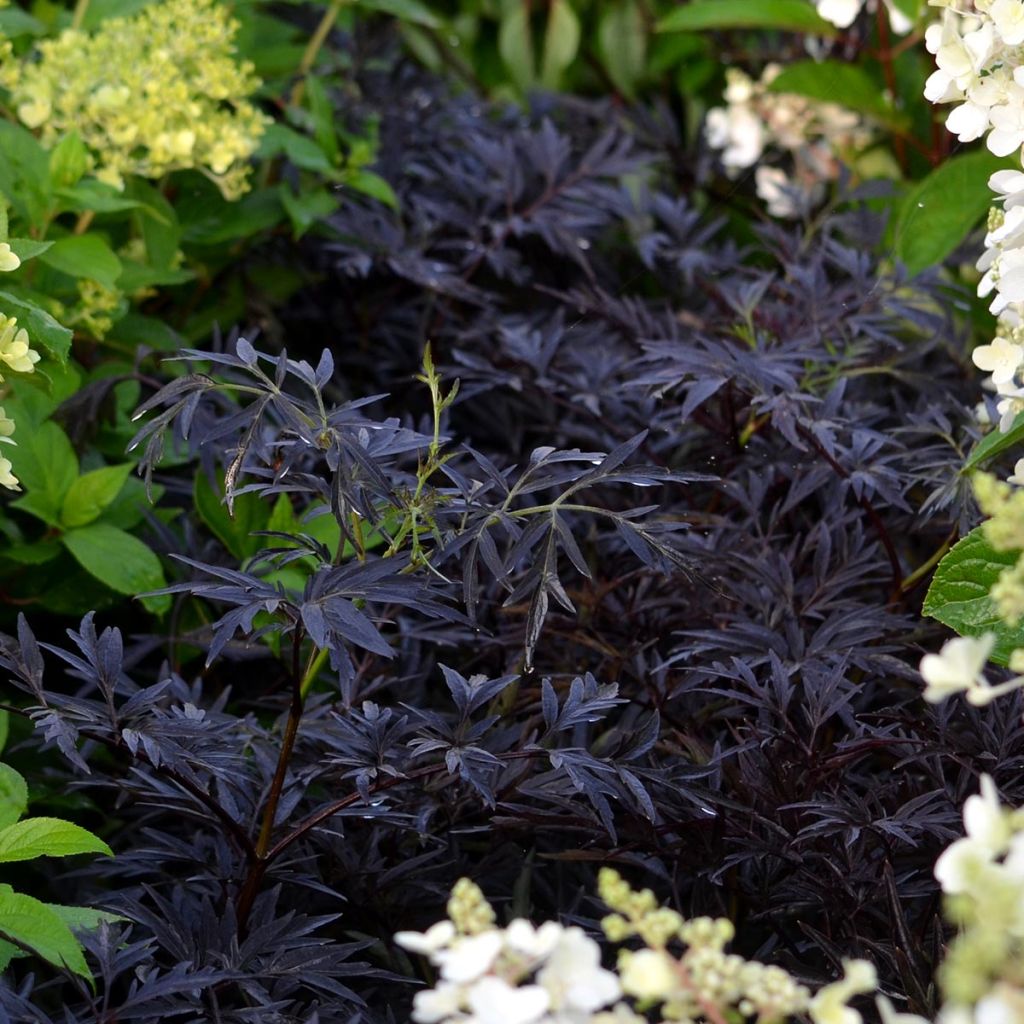 Sambuco nero Black Lace