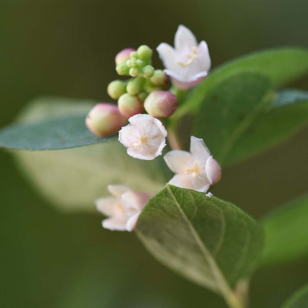 Symphoricarpos doorenbosii Magical Sweet - Sinforicarpo