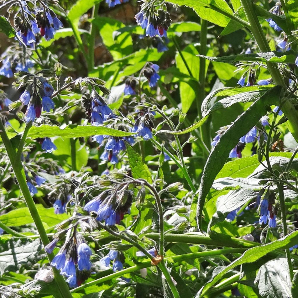 Symphytum azureum - Consolida blu