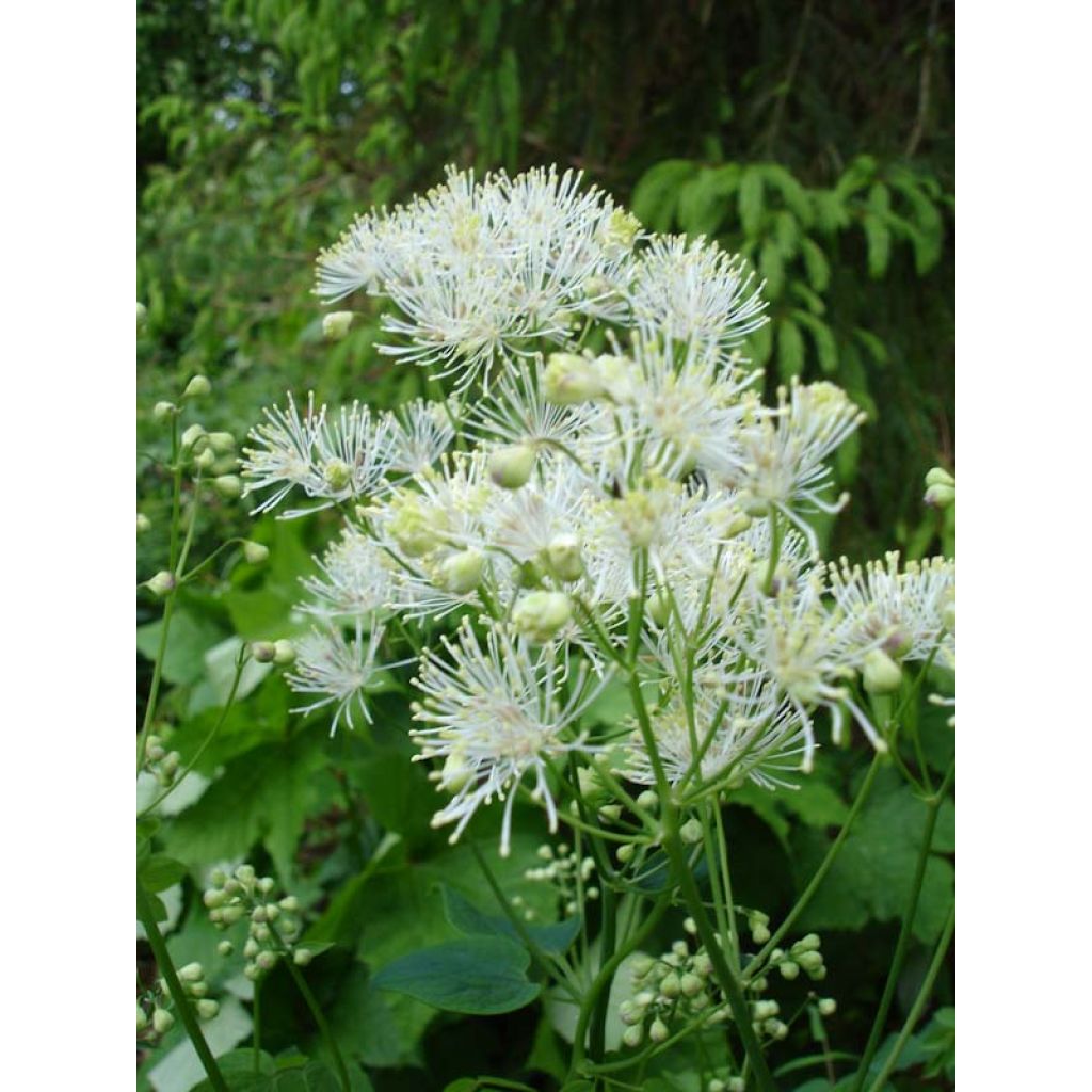 Thalictrum aquilegifolium Album - Pigamo colombino
