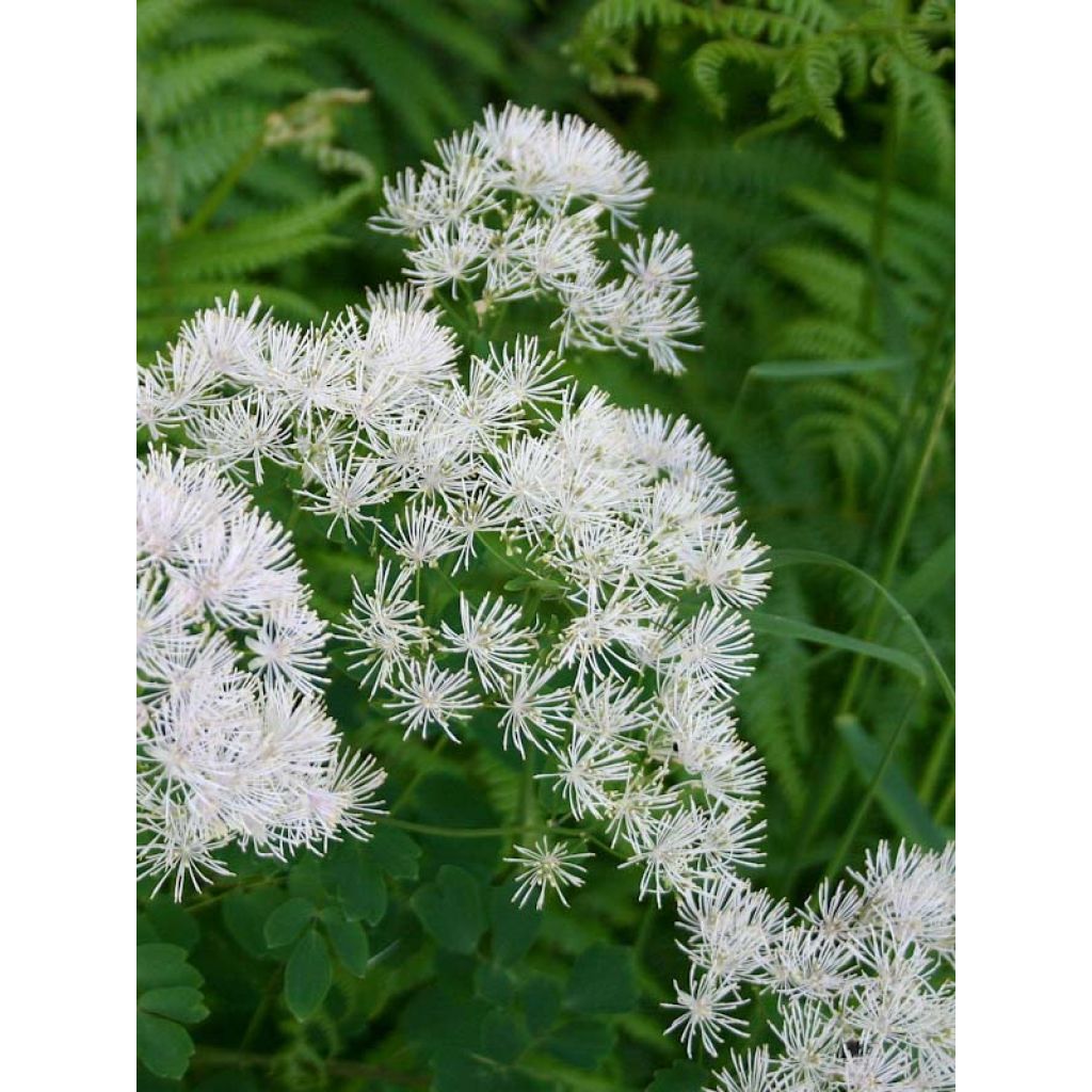Thalictrum aquilegifolium Album - Pigamo colombino