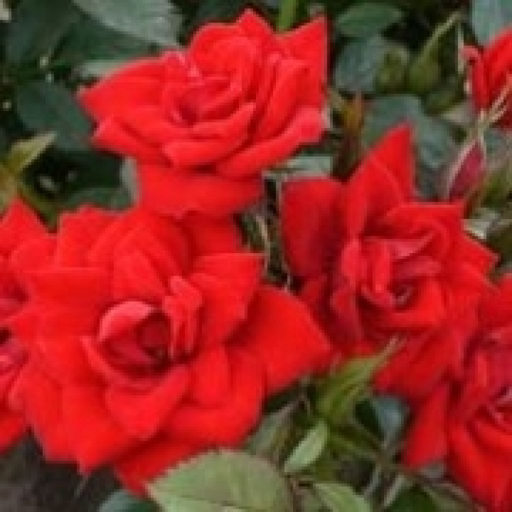 Rosa ad alberello Global Hit