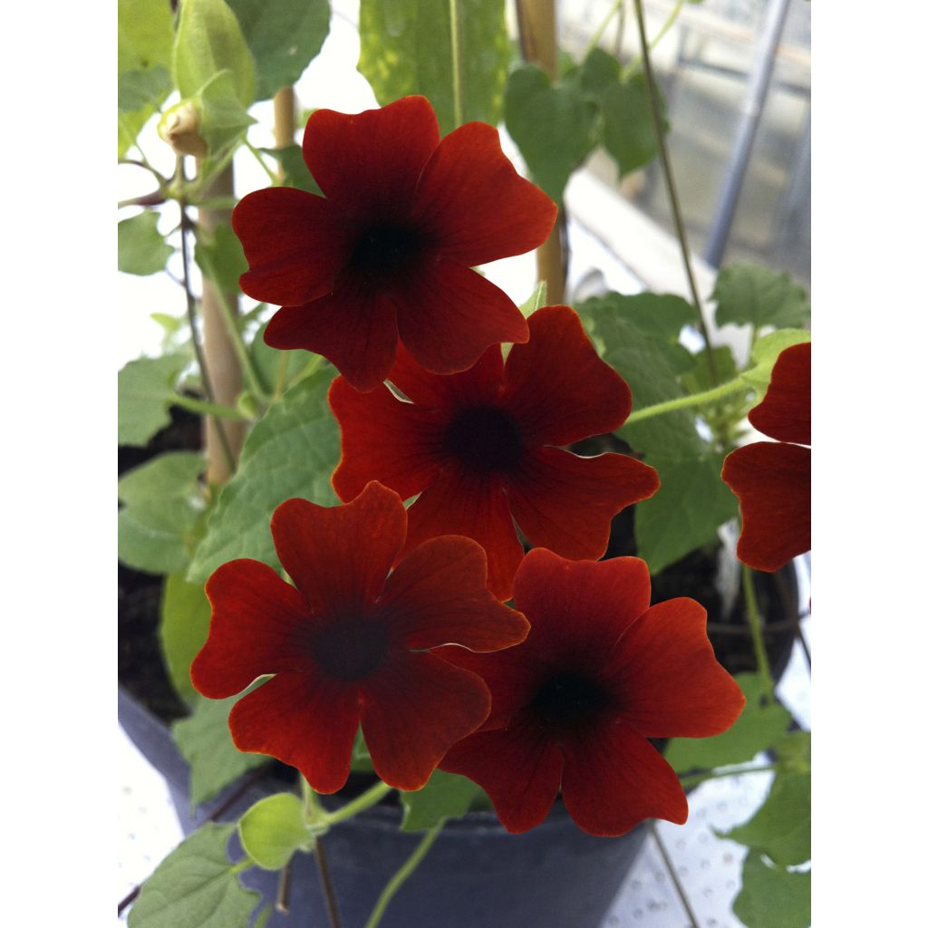 Susanna dagli occhi neri Sunny Suzy Brownie - Thunbergia alata