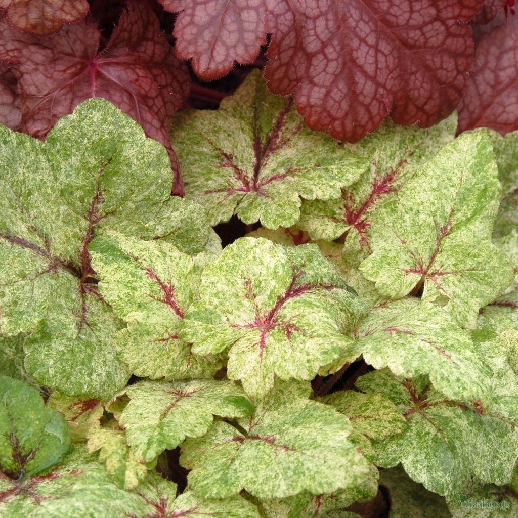 Tiarella Mystic Mist