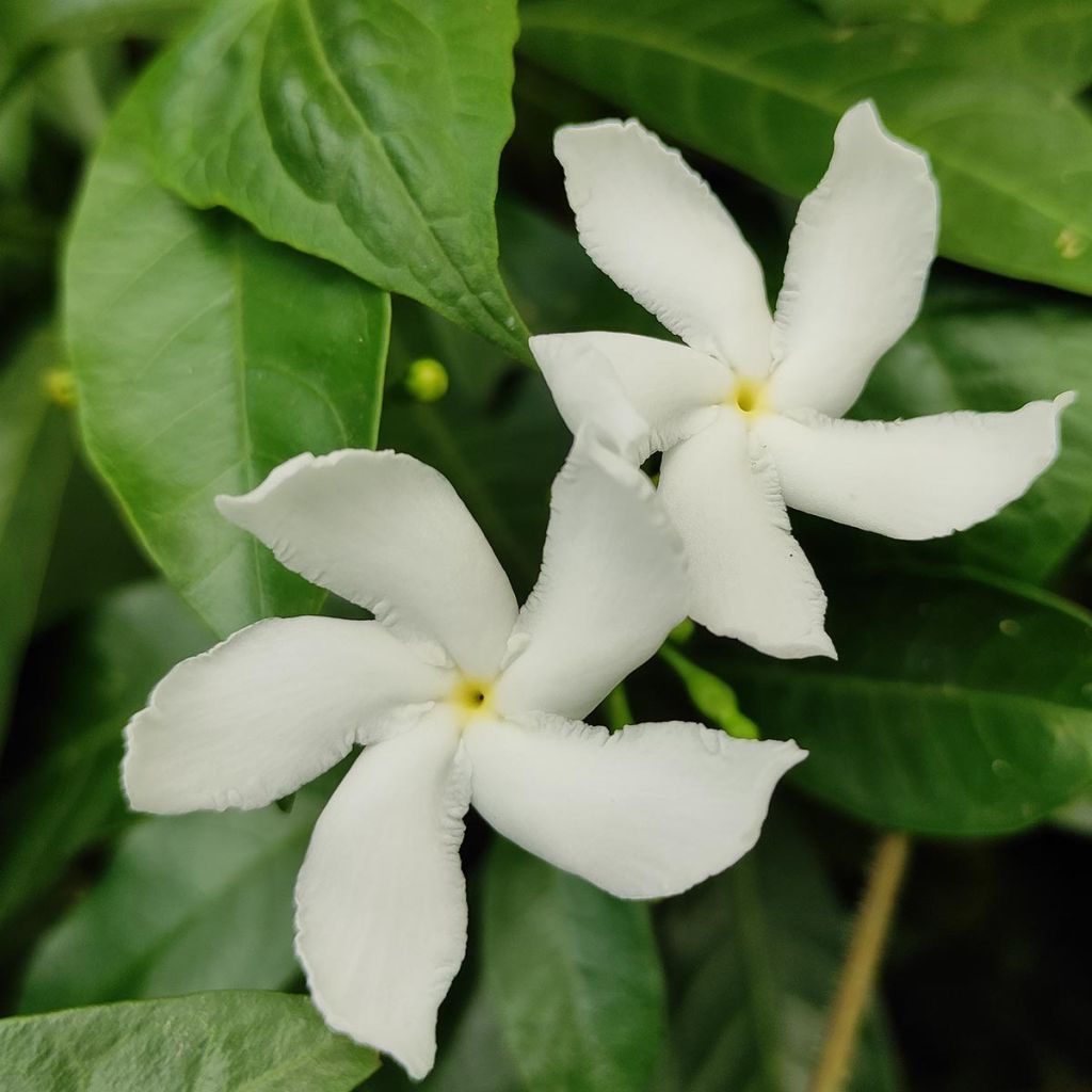 Trachelospermum jasminoïdes Star Of Venice - Falso gelsomino