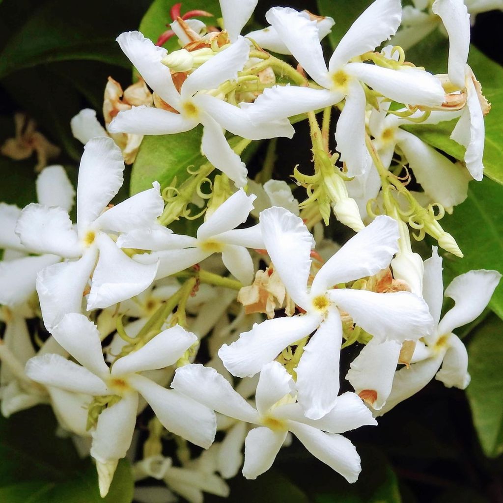Trachelospermum jasminoïdes Star Of Venice - Falso gelsomino