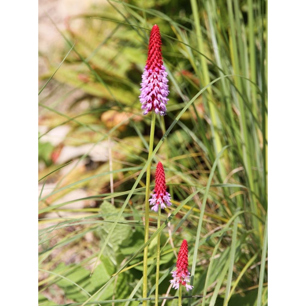 Primula vialii