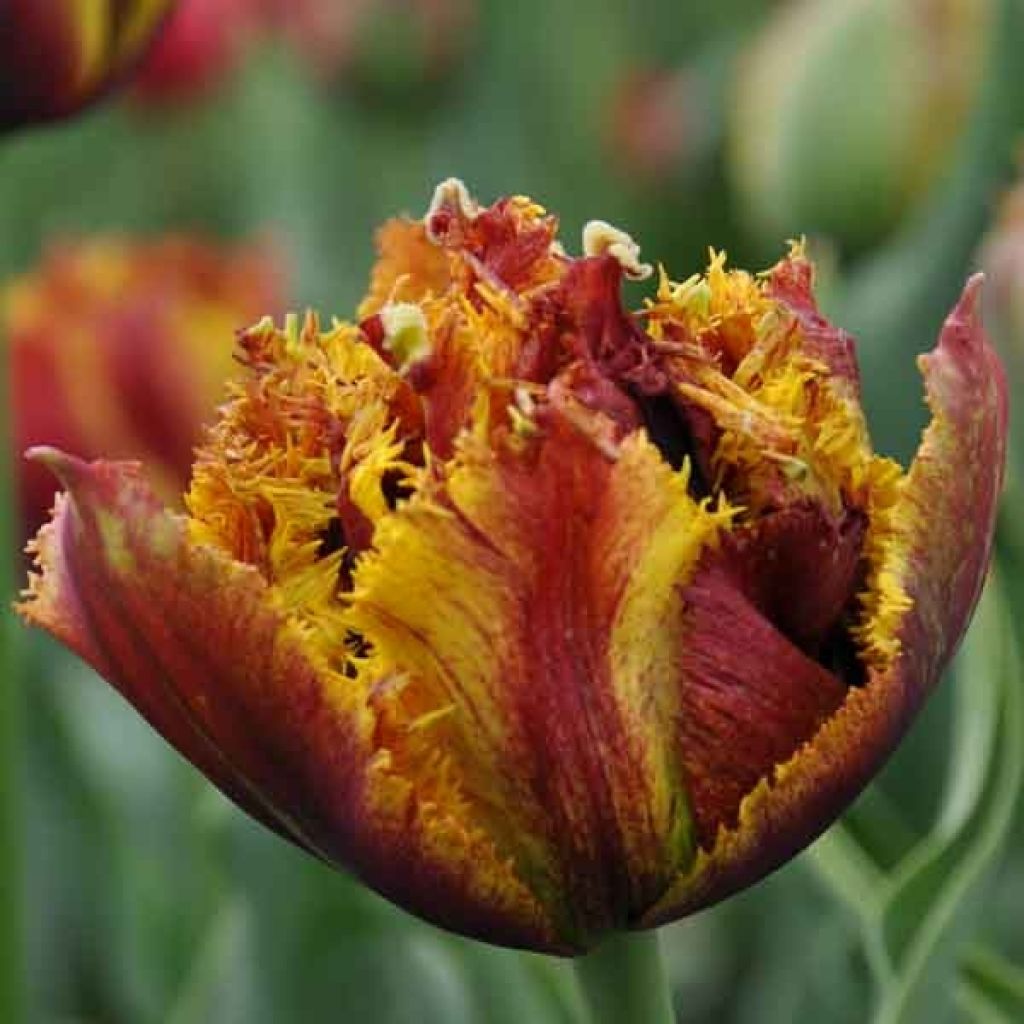 Tulipano sfrangiato Bastia