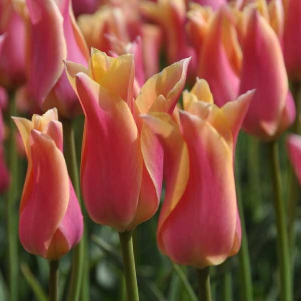 Tulipano Giglio Marianne