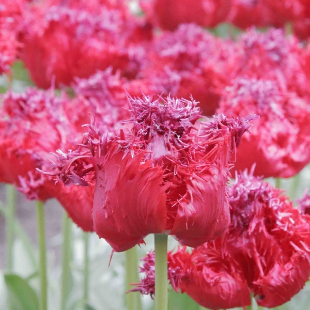 Tulipano sfrangiato Barbados