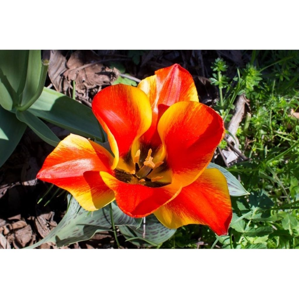 Tulipano greigii Engadin